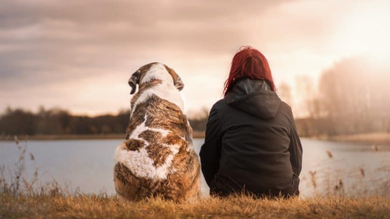 friends, dog, pet